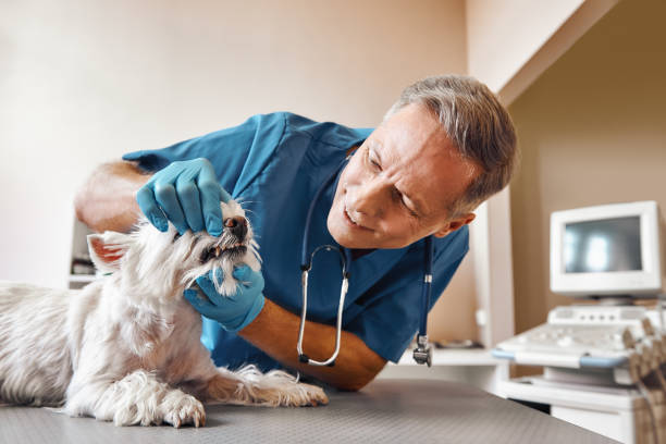 Best Emergency Root Canal Treatment in Etowah, NC